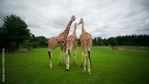 Photography Giraffe Family
