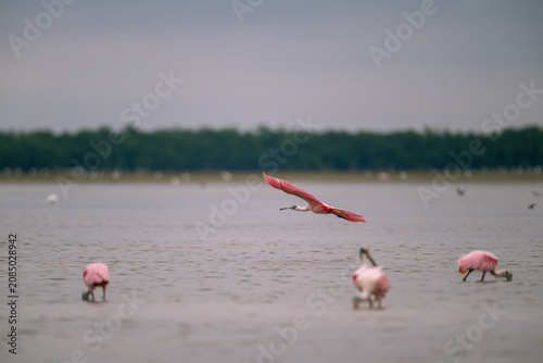Fotografía Roseate spoonbill in flight over a wading flock on overcast mudflats in the Ever