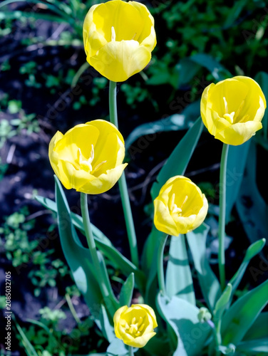 yellow tulips in the garden illuminated by the morning sun