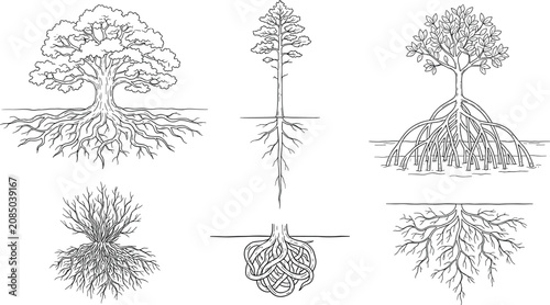 Tableau sur toile Hand Drawn Tree Root System Vector Collection Featuring Mangrove, Oak, Pine, Fib