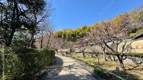Canvas Print Wide calm pond beneath clear blue sky in a Japanese garden
