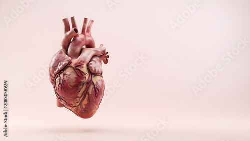 Pink Porcelain Anatomical Heart 3d illustration 3d render