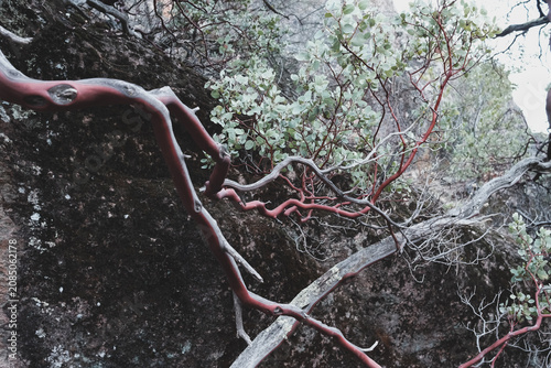 manzanita tree in california national park