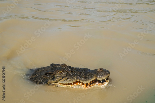 Wild saltwater crocodile Crocodylus porosus swimming in the Adelaide River, in the Northern Territory of Australia