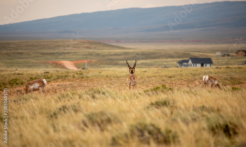 Fotografía A small herd of wild pronghorn antelope in a meadow at dusk