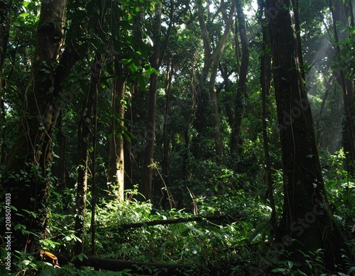 Dark rainforest, sun rays through the trees, rich jungle greenery. Atmospheric fantasy forest. 3D illustration.