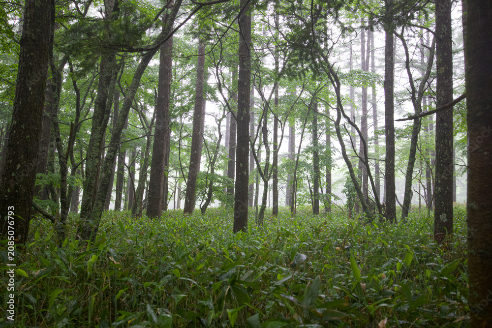 Fototapeta premium 霞む木立