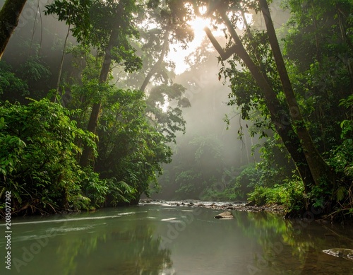 Tropical forest in the morning with fog. Deep in the rainforest.  Southeast Asian rainforest with deep jungle. Beautiful forest in the morning. River in the deep rainforest.