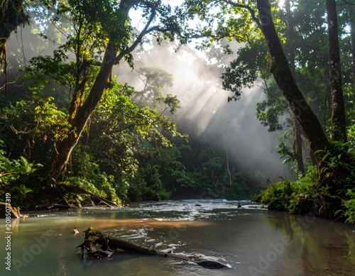 Tropical forest in the morning with fog. Deep in the rainforest.  Southeast Asian rainforest with deep jungle. Beautiful forest in the morning. River in the deep rainforest.