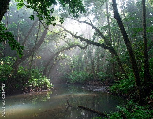 Tropical forest in the morning with fog. Deep in the rainforest.  Southeast Asian rainforest with deep jungle. Beautiful forest in the morning. River in the deep rainforest.