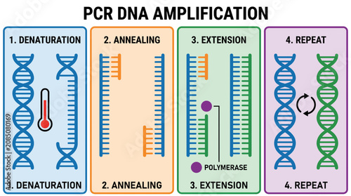 Konstfotografi PCR DNA Amplification Steps and Process