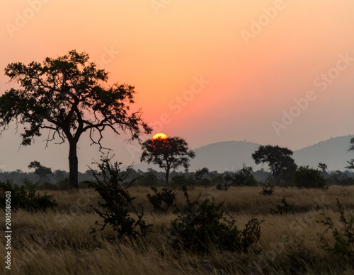 Sunrise over the savanna and grass fields in central Kruger National Park in South Africa