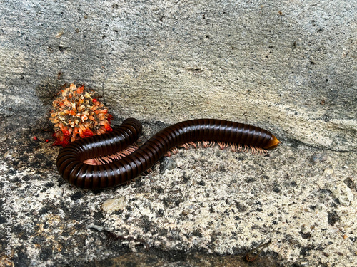 Fotografía The millipede (Northern Thai: maeng saen teen) is a name referring to various families of invertebrates characterized by a hard exoskeleton and an elongated, segmented body