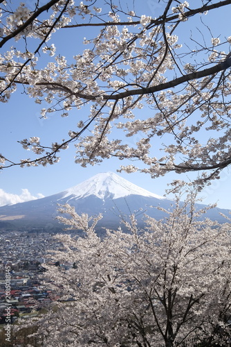 Fuji mountain sakura blossom landscape spring blue sky snow peak view with serene flower branch framing lake valley below