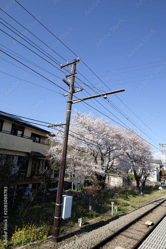 Obraz premium Sakura cherry blossom railway utility pole wire sky spring tree sakura cherry blossom railway utility pole wire blue sky near track with spring