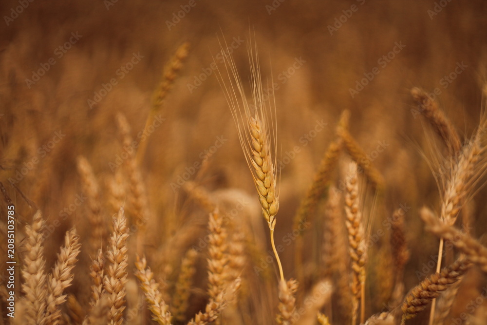 Fototapeta premium golden wheat field