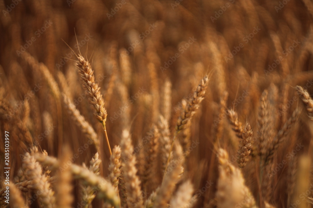 Obraz premium golden wheat field in summer