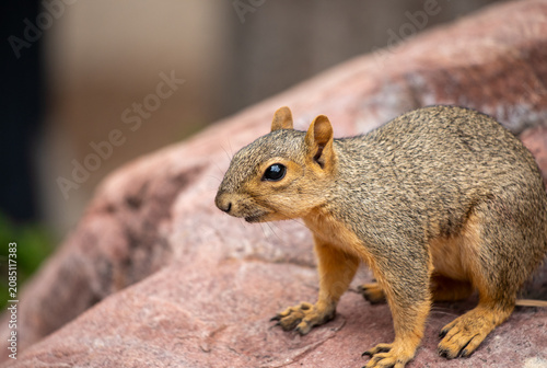 Photography Close-up profile portrait of an alert Eastern Gray Squirrel resting on a rock