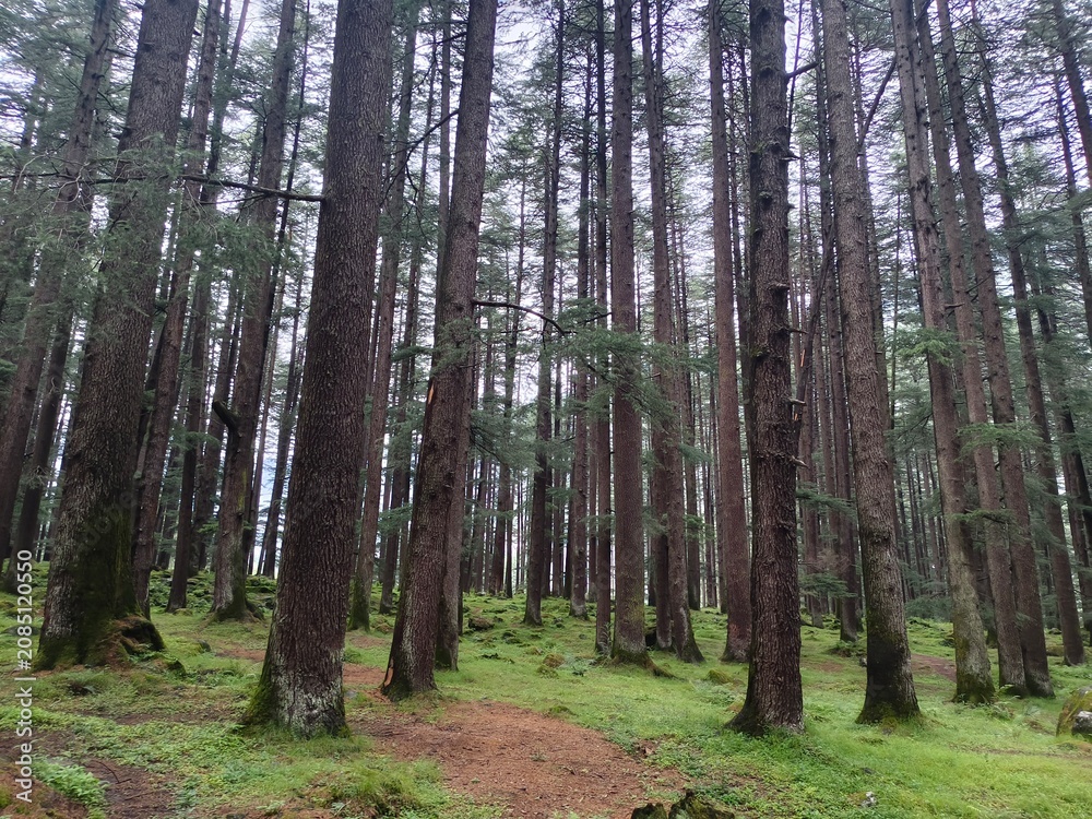 Fototapeta premium Beautiful Pine Forest in Mountain Landscape with Sunlight