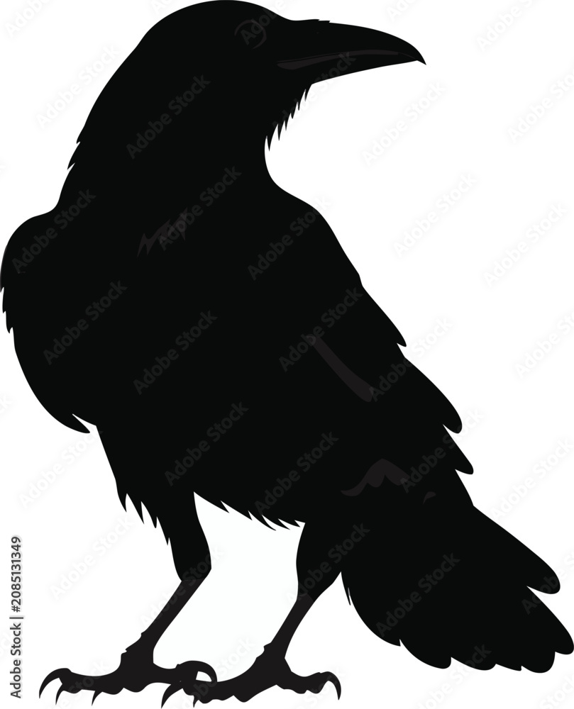 Obraz premium Black Crow Silhouette, Bird Icon, Raven Vector, Wildlife Illustration