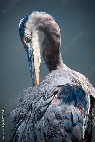 Foto A detailed close-up of a Great Heron in profile, showcasing its sharp, elongated