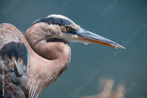 Photos A detailed close-up of a Great Heron in profile, showcasing its sharp, elongated