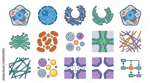 Obraz na plátně Diagram of various cell organelles and biological structures.
