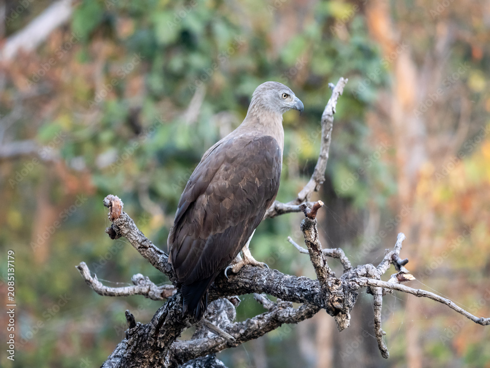 Fototapeta premium Grey-headed Fish Eagle perched on branch in Pench Tiger Reserve, India – Wildlife bird photography, nature stock photo