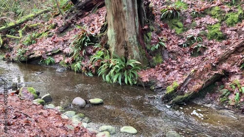 Forest stream with ferns, mossy rocks and fallen leaves in Vancouver rainforest