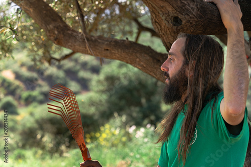 Man harvesting olives with rake tool