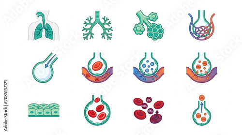 Obraz na płótnie Medical illustration of human respiratory system and alveoli.
