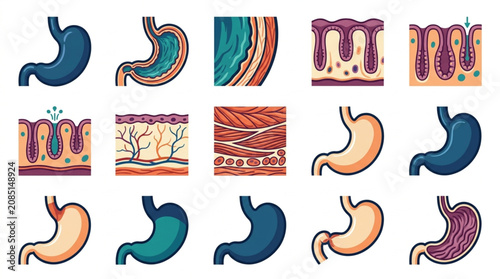Photography Anatomical Illustrations of the Human Stomach and Digestive System Tissues