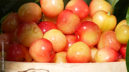 Close-up of ripe sweet cherries in a wooden bowl while a woman's hand picks and places freshly harvested berries during the summer harvest. Healthy organic fruit, home gardening, seasonal harvest