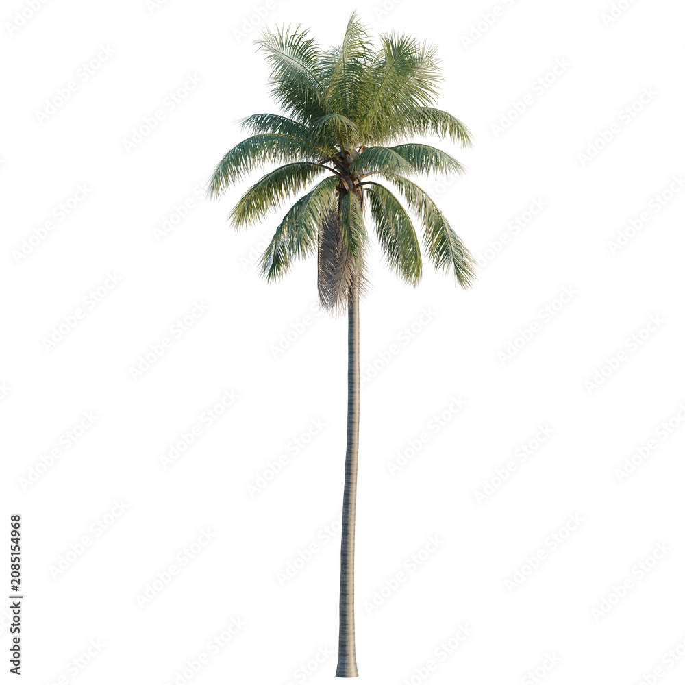 Fototapeta premium Cocos nucifera tree, elevation, front view, cutout, transparent background, isolate, Detailed Palm Tree with Lush Green Fronds - Tropical Landscape Element for Design Projects