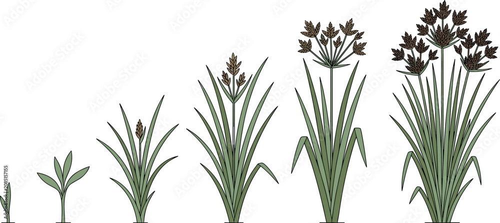 Obraz premium Cyperus Sedge Plant Growth Life Cycle Stages From Sprout to Mature Flowering Weed Infographic Vector Illustration for Botany and Agriculture Education