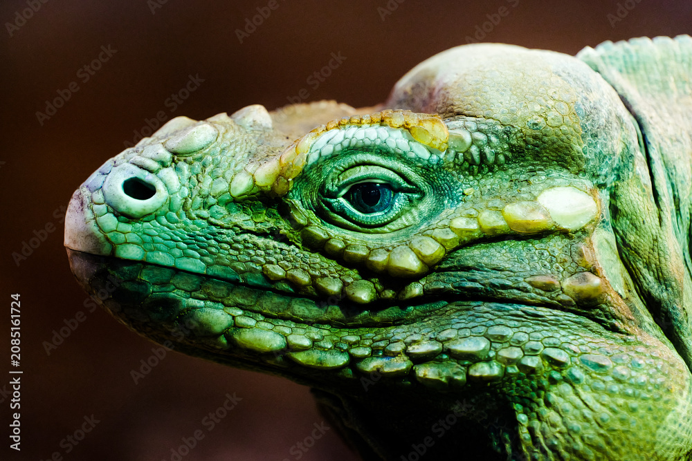 Obraz premium Close-up of a rhinoceros iguana's eye