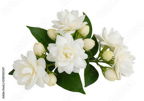Cluster of white jasmine flowers isolated on transparent background
