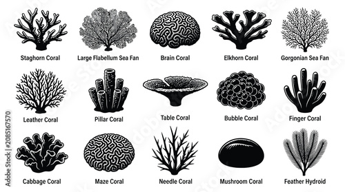 Schilderij op canvas Collection of black and white coral with scientific names, ocean marine life und