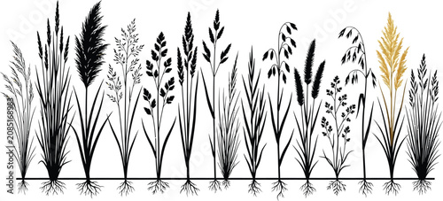Εκτύπωση καμβά Various grasses and plants in black and gold, roots and stems on white backgroun