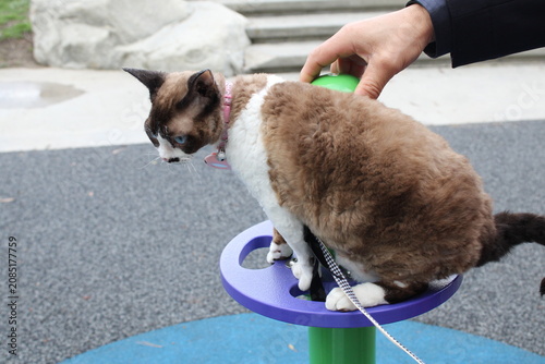 Fényképezés Devon Rex Cat Training Outdoors With Owner