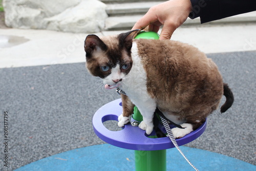 Vászonkép Blue Eyed Devon Rex Cat Sitting Outdoors