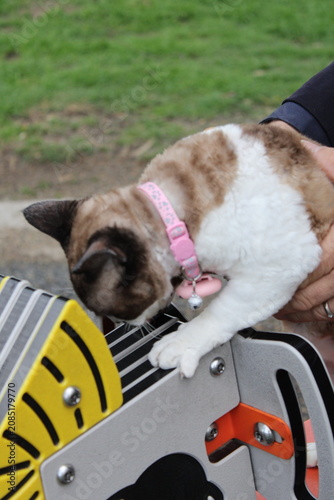 Foto Devon Rex Cat Exploring Outdoor Equipment