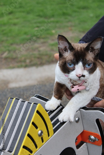 Cuadro en lienzo Curious Devon Rex Cat Exploring Outdoor Playground With Owner