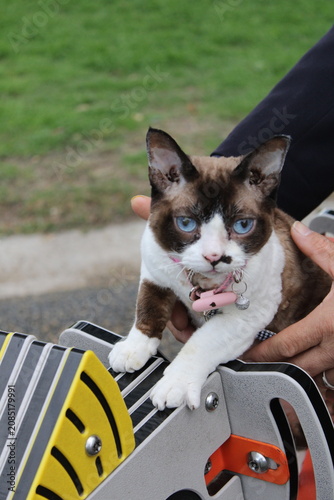 Konstfotografi Beautiful Devon Rex Cat With Blue Eyes Enjoying Outdoor Adventure With Owner