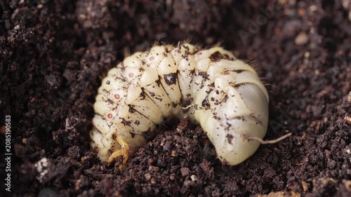 A coconut rhinoceros beetle insect larva crawling in soil or dirt in indonesia, southeast asia, extreme close-up, macro shot