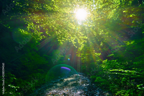 Radiant sunbeams filter through a lush, green forest canopy, illuminating a damp woodland path and creating a magical, ethereal glow