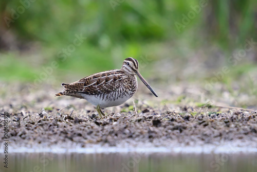 Common snipe (Gallinago gallinago)