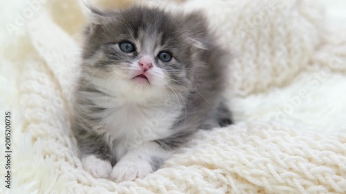 Cute kitten, adorable pet, fluffy animal, white blanket