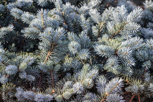 Branches of Christmas trees illuminated by the sun