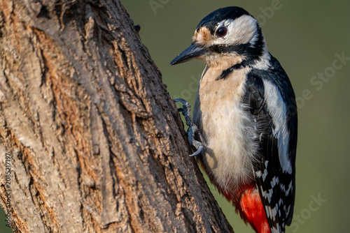 Fotografía great spotted woodpecker on a branch